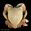 Raninoides laevis-এর ছবি ফলাফল. আকার: 100 x 100. সূত্র: www.crustaceology.com