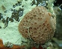 Image result for "hymedesmia Baculifera". Size: 125 x 100. Source: observation.org