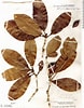 Afbeeldingsresultaten voor "cruella Fusifera". Grootte: 78 x 100. Bron: plantidtools.fieldmuseum.org