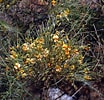Image result for "halistemma Cupulifera". Size: 104 x 100. Source: www.ukwildflowers.com