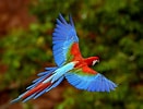 Macaw Parrot に対する画像結果.サイズ: 131 x 100。ソース: animals-library.blogspot.com