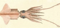 Image result for "pyroteuthis Margaritifera". Size: 211 x 100. Source: www.inaturalist.org