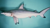 Image result for "carcharhinus Signatus". Size: 176 x 100. Source: shark-references.com