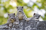 Résultat d’image pour Snow Leopard Cubs. Taille: 155 x 100. Source: wallpapercave.com