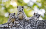 Image result for Snow Leopards. Size: 158 x 100. Source: wallpapercave.com