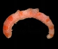 Afbeeldingsresultaten voor Chaetoderma Anatomie. Grootte: 119 x 100. Bron: www.poppe-images.com