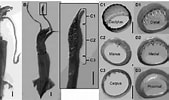 Afbeeldingsresultaten voor Eucleoteuthis luminosa Stam. Grootte: 169 x 100. Bron: www.researchgate.net