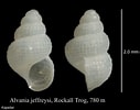 Afbeeldingsresultaten voor Alvania jeffreysi Anatomie. Grootte: 127 x 100. Bron: www.marinespecies.org