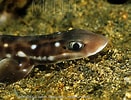 Image result for "atelomycterus Macleayi". Size: 131 x 100. Source: www.mindenpictures.com