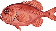 mida de Resultat d'imatges per a "hoplostethus Atlanticus".: 181 x 100. Font: santamonicaseafood.com