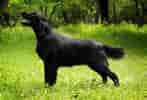 Image result for Flat Coated Retriever. Size: 147 x 100. Source: www.zooplus.de