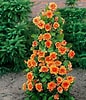 Risultato immagine per Orange Rose Bush. Dimensioni: 86 x 100. Fonte: www.pinterest.com