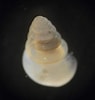 Afbeeldingsresultaten voor "limacina Retroversa". Grootte: 95 x 100. Bron: kirstinmeyer.blogspot.com