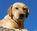 Image result for Labrador Retriever. Size: 121 x 100. Source: commons.wikimedia.org