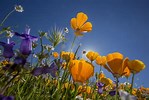 Tamaño de Resultado de imágenes de Spring Blooming Flowers.: 149 x 100. Fuente: www.cbsnews.com