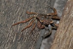 Image result for "armases Angustipes". Size: 149 x 100. Source: www.inaturalist.org