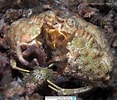 Image result for Calappa sulcata Stam. Size: 117 x 100. Source: www.reeflex.net