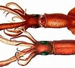 Image result for Mastigoteuthis Anatomie. Size: 110 x 100. Source: animalia.bio