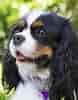 Image result for Cavalier King Charles Spaniel. Size: 78 x 100. Source: mom.com