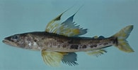 Image result for Aulopus filamentosus Rijk. Size: 195 x 100. Source: ncfishes.com