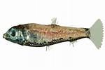 Image result for PHOSICHTHYIDAE. Size: 150 x 100. Source: fishesofaustralia.net.au
