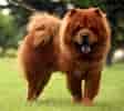 Afbeeldingsresultaten voor Chow Chow. Grootte: 112 x 100. Bron: thelife-animal.blogspot.com