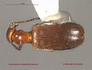 Image result for "iphiculus Spongiosus". Size: 132 x 100. Source: www.zoology.ubc.ca