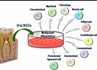 Image result for Dental Pulp stem cell Clusters. Size: 139 x 100. Source: www.semanticscholar.org
