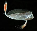 Image result for "trachipterus Trachypterus". Size: 120 x 100. Source: www.fishbiosystem.ru