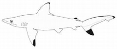 Image result for "carcharhinus Hemiodon". Size: 238 x 100. Source: vi.wikipedia.org