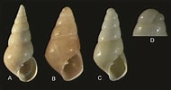 Afbeeldingsresultaten voor "odostomia Plicata". Grootte: 190 x 100. Bron: www.researchgate.net