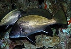 Image result for "umbrina Cirrosa". Size: 146 x 100. Source: www.weheartdiving.com