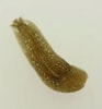 Image result for "procerodes Littoralis". Size: 93 x 100. Source: www.asturnatura.com
