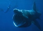 Image result for Biggest Ocean Animal. Size: 139 x 100. Source: www.treehugger.com