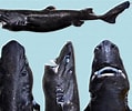 Image result for Gerimpelde lantaarnhaai Anatomie. Size: 119 x 100. Source: duikeninbeeld.tv