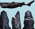 Afbeeldingsresultaten voor Sierlijke Lantaarnhaai habitat. Grootte: 120 x 100. Bron: duikeninbeeld.tv