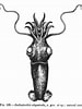 Afbeeldingsresultaten voor Bathyteuthis abyssicola. Grootte: 75 x 100. Bron: image.ifremer.fr