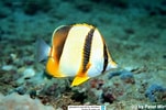 Image result for "chaetodon Robustus". Size: 151 x 100. Source: www.reeflex.net