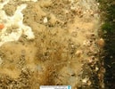 Afbeeldingsresultaten voor "micale Micracanthoxea". Grootte: 129 x 100. Bron: www.meerwasser-lexikon.de