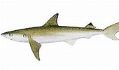 Afbeeldingsresultaten voor "carcharhinus Sealei". Grootte: 170 x 100. Bron: www.fishing-khaolak.com