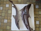 Image result for "mustelus Manazo". Size: 134 x 100. Source: www.inaturalist.org