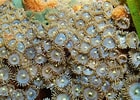 Image result for "Zoanthus Pulchellus". Size: 140 x 100. Source: www.dreamstime.com