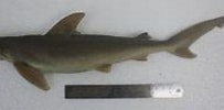Afbeeldingsresultaten voor "carcharhinus Sealei". Grootte: 203 x 92. Bron: www.sharkwater.com