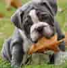 Image result for Engelsk Bulldog. Size: 99 x 100. Source: baggybulldogs.com