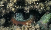 Image result for "octobranchus Floriceps". Size: 168 x 100. Source: www.freenatureimages.eu