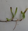 Afbeeldingsresultaten voor "icosaspis Serrulata". Grootte: 92 x 100. Bron: seagrassspotter.org