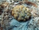Image result for Manicina areolata Feiten. Size: 128 x 100. Source: coralpedia.bio.warwick.ac.uk