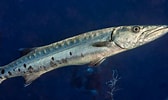 Afbeeldingsresultaten voor "sphyraena Barracuda". Grootte: 168 x 100. Bron: www.flickr.com