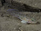 Image result for "lampanyctus Pusillus". Size: 132 x 100. Source: adriaticnature.com