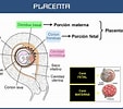 "spongosorites Placenta"-साठीचा प्रतिमा निकाल. आकार: 113 x 100. स्रोत: sosembriologiahumana.blogspot.com